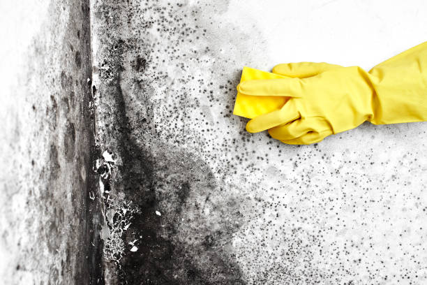 Best Attic Mold Removal  in Sundown, TX