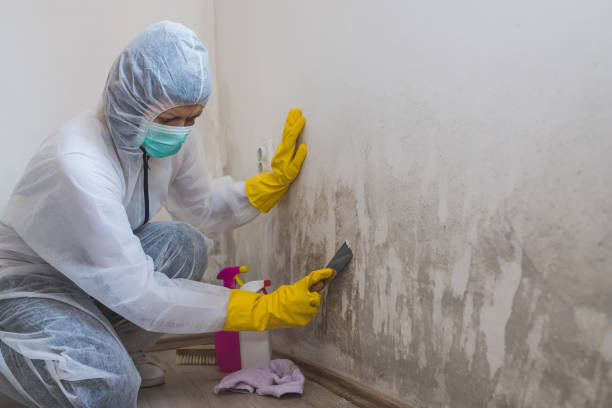 Best Toxic Mold Removal  in Sundown, TX
