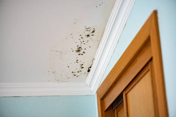 Best Black Mold Removal  in Sundown, TX