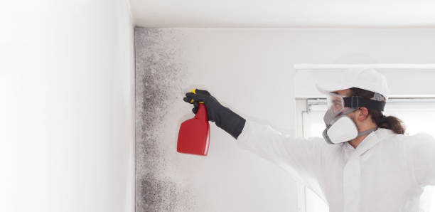 Home Mold Removal in Sundown, TX
