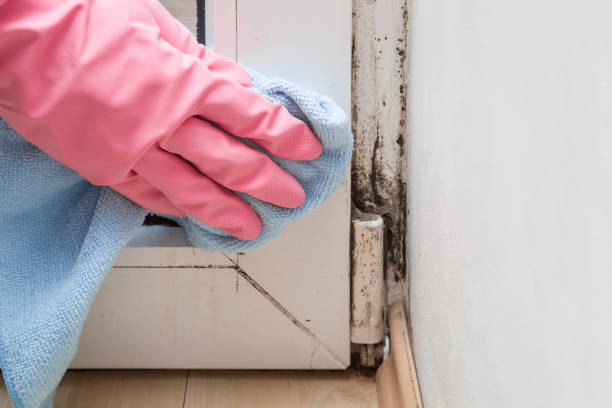 Best Crawl Space Mold Removal  in Sundown, TX