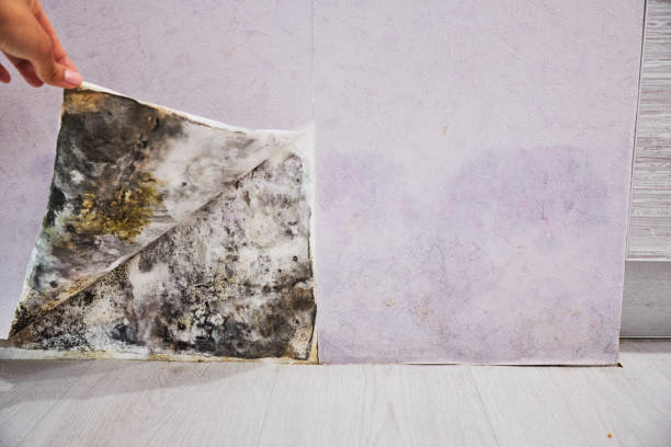Best Certified Mold Removal  in Sundown, TX